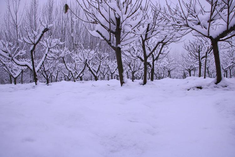 飘雪的日子